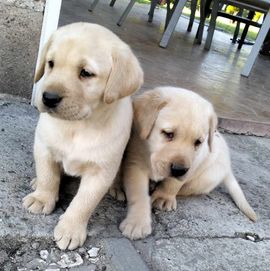 Suczka Rasy Labrador Retriever