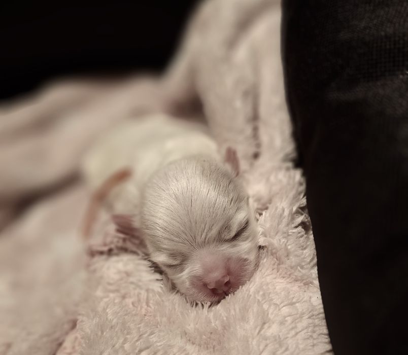 REZERWACJA Maltanczyk  suczka linia Koreanska