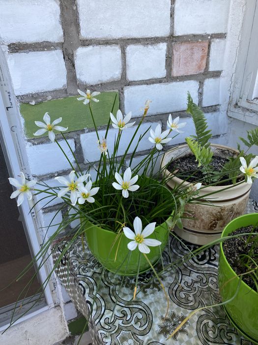 Продам комнатный цветок Зефирантес (комнатный нарцисс)