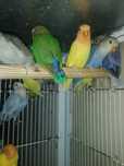 Aves novas para ceder