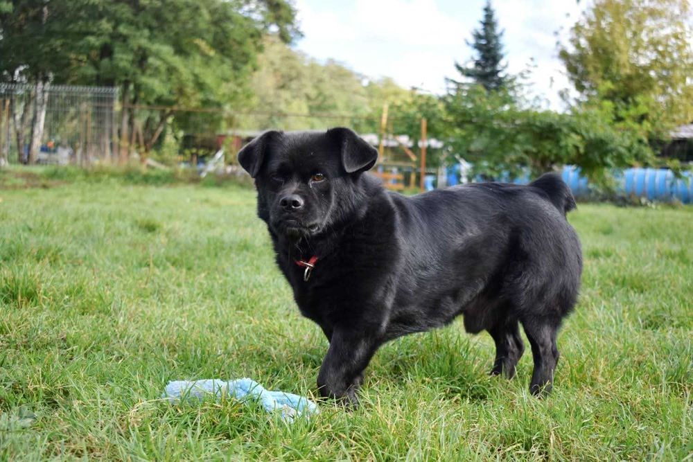 Racuszek 11letni pies do adopcji