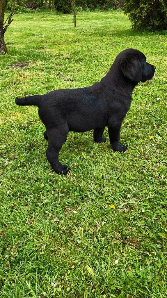 Szczeniaki Labrador Retriever