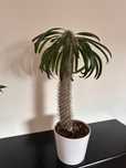 Pachypodium lamerei - palma Madagaskaru