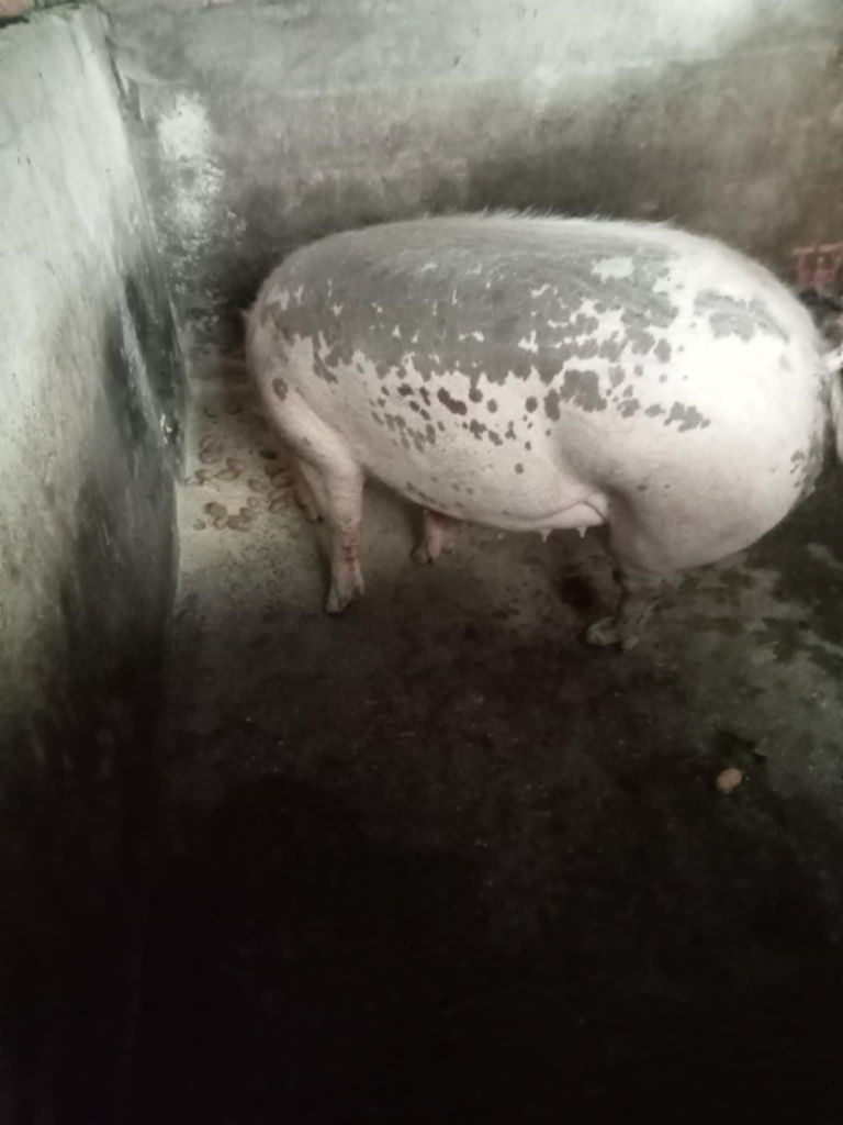 Porca para criação/ matar