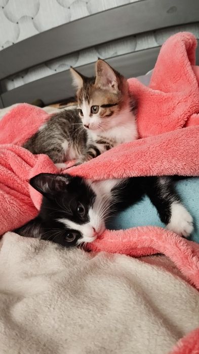 Віддам кошенят в добрі руки