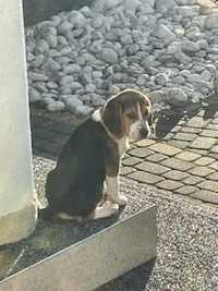 Piękny Beagle szuka domu!
