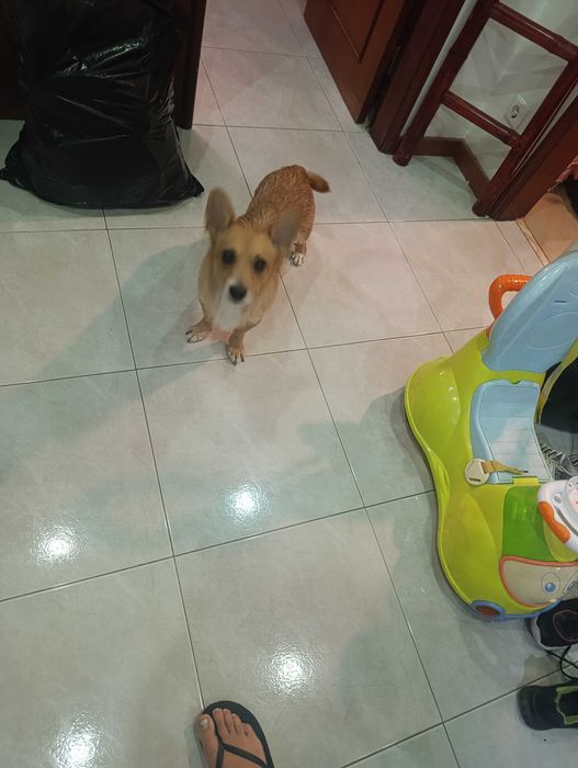 Cão para doação, muito dócil