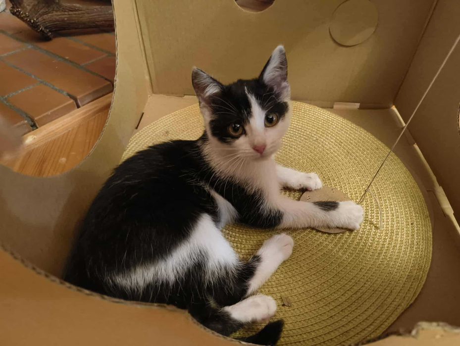 Kotki 3,5 miesięczne oddam w dobre ręce