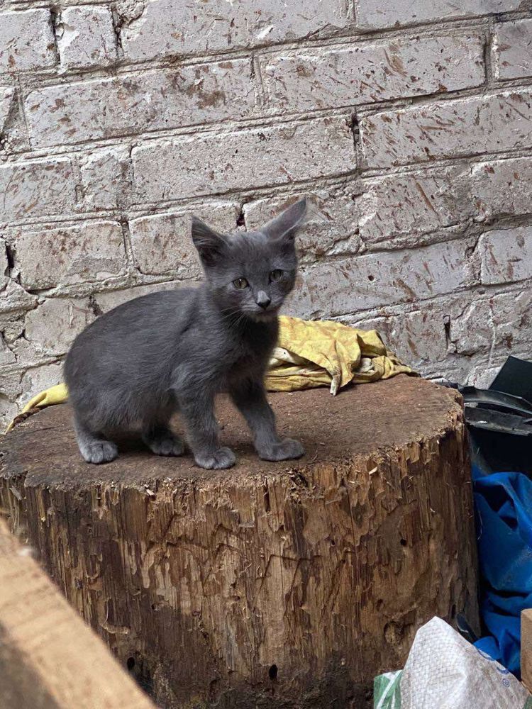 Кошенята блакитного окрасу котята