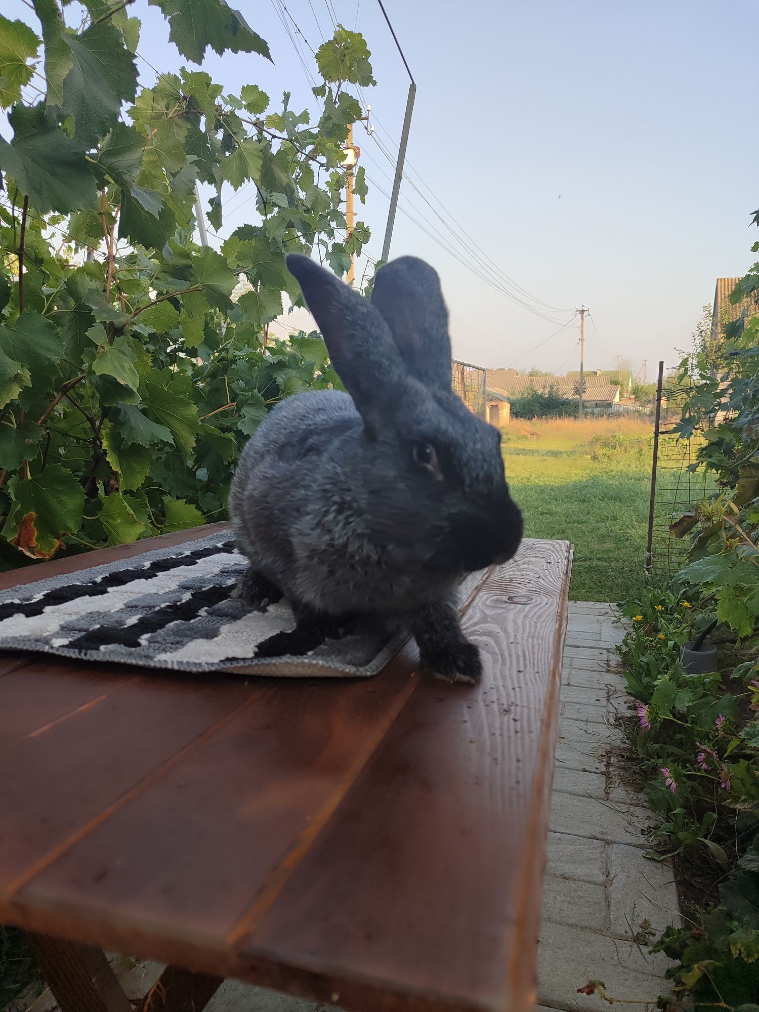 Кролики Полтавське срібло