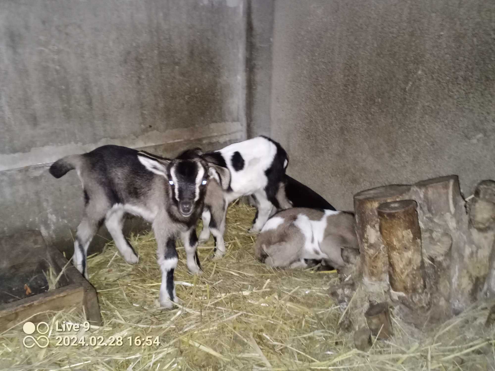 Młode kózki i koziołki sprzedam