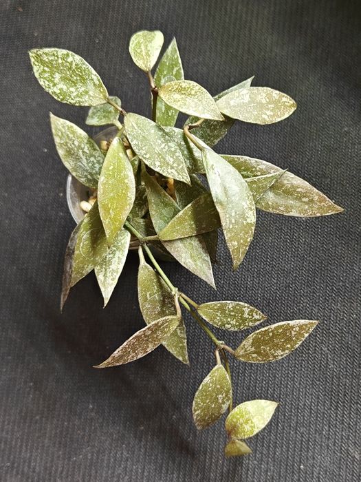 Hoya lacunosa Laos - sadzonka ukorzeniona