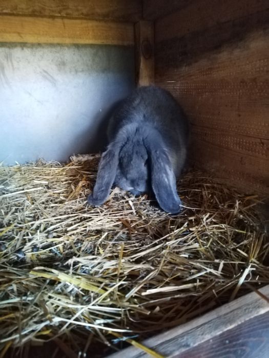 baran francuski niebieski