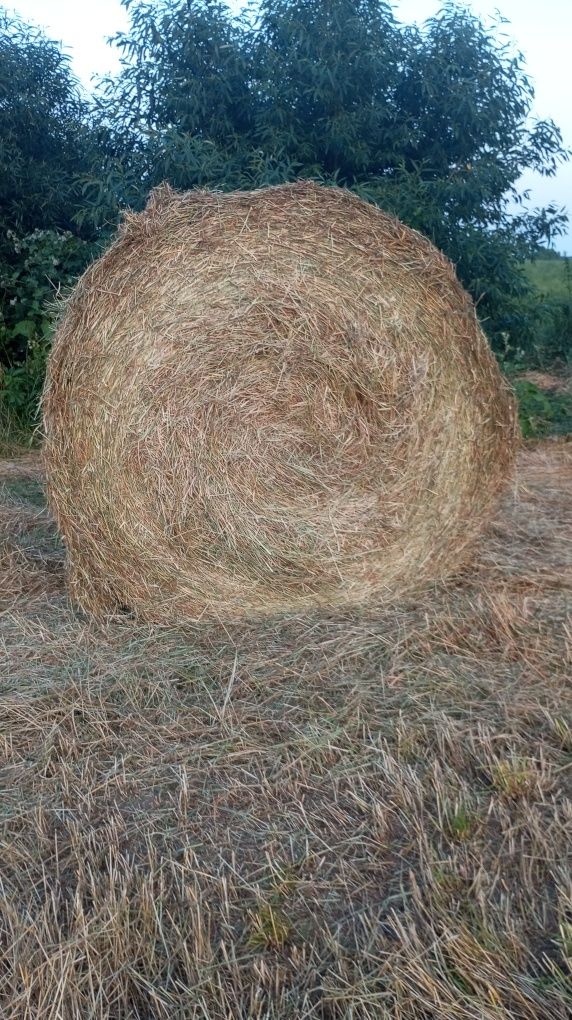 Продам  сіно тюками