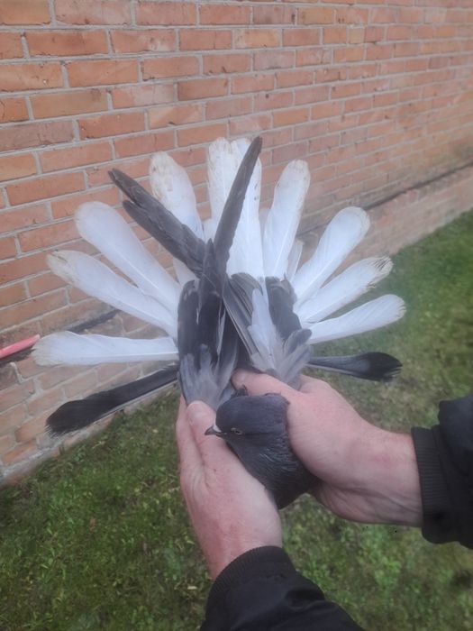 Gołębie orliki pary