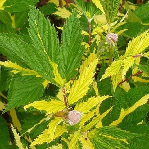 Кущі, хвойні, ожина, декоративні трави, грунтопокривні і інші рослини