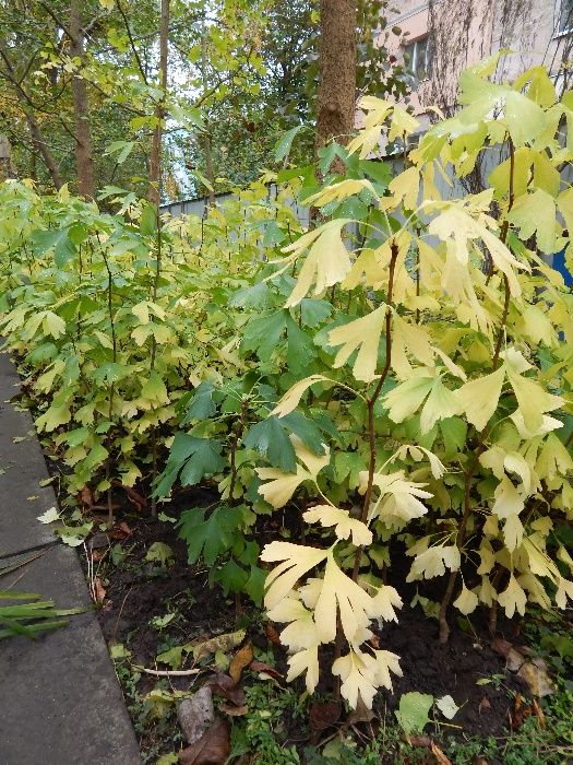 Саджанці і листя гінкго білоба. Кожний шостий саджанець у подарунок!