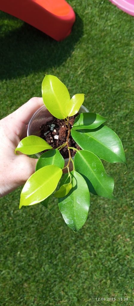 Ficus Benjamina Esther