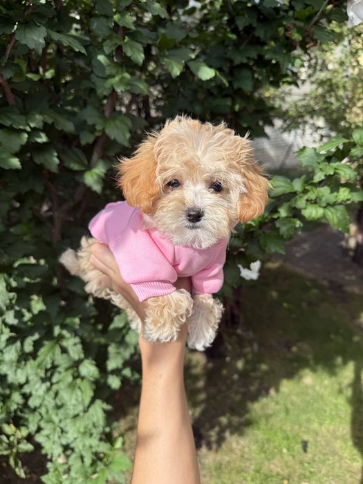 Мальтіпу ф1 чіповані