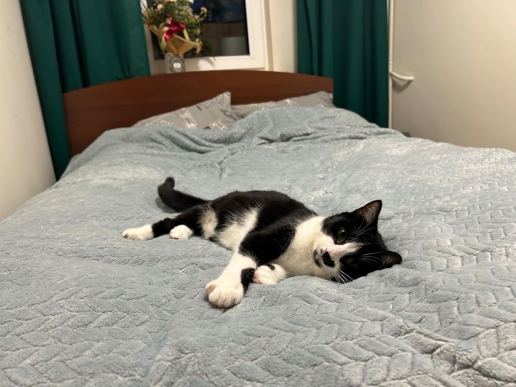 Kotek do adopcji