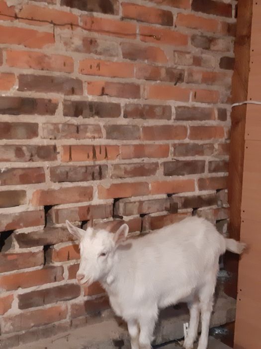 Sprzedam 3 miesięcznego koziołka