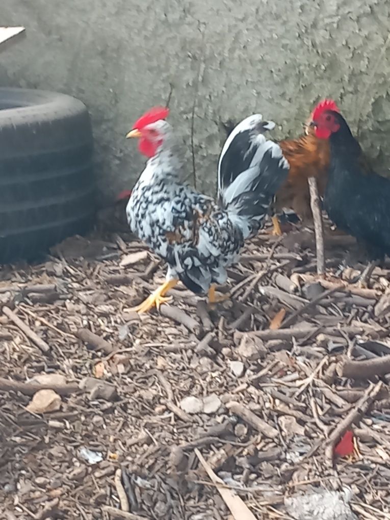 Vendo frangos pequenos
