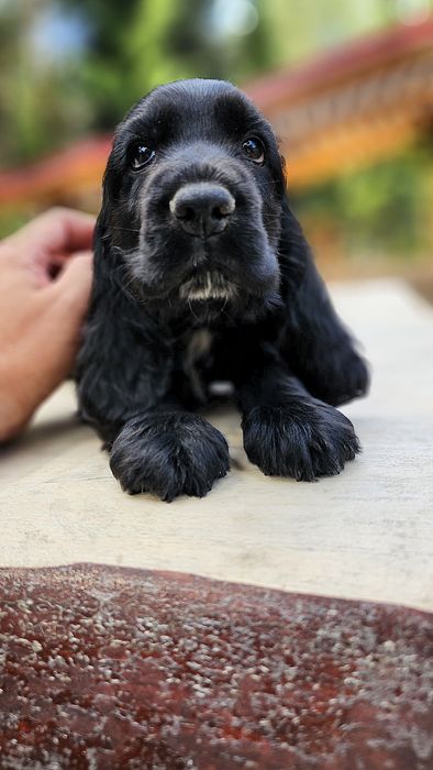 Cocker Spaniel Angielski Piesek aksamitny czarny gotowy