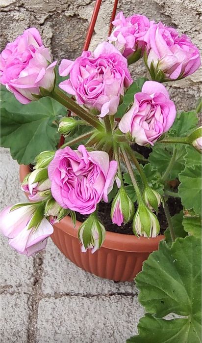 Пеларгония Ю Мерлезон 2