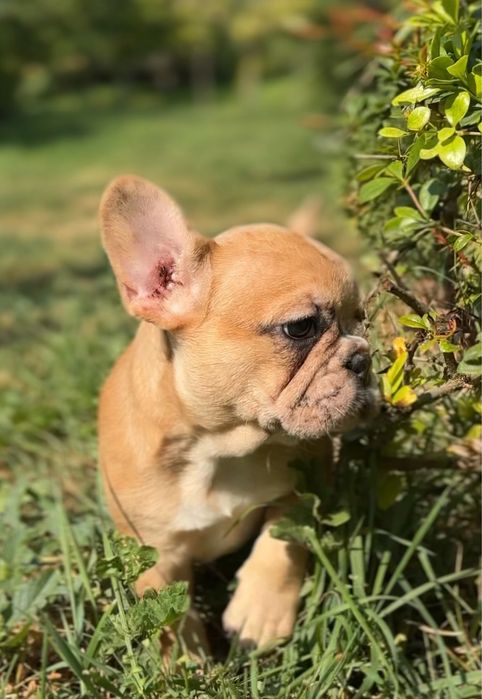 Продам цуценят французького бульдога