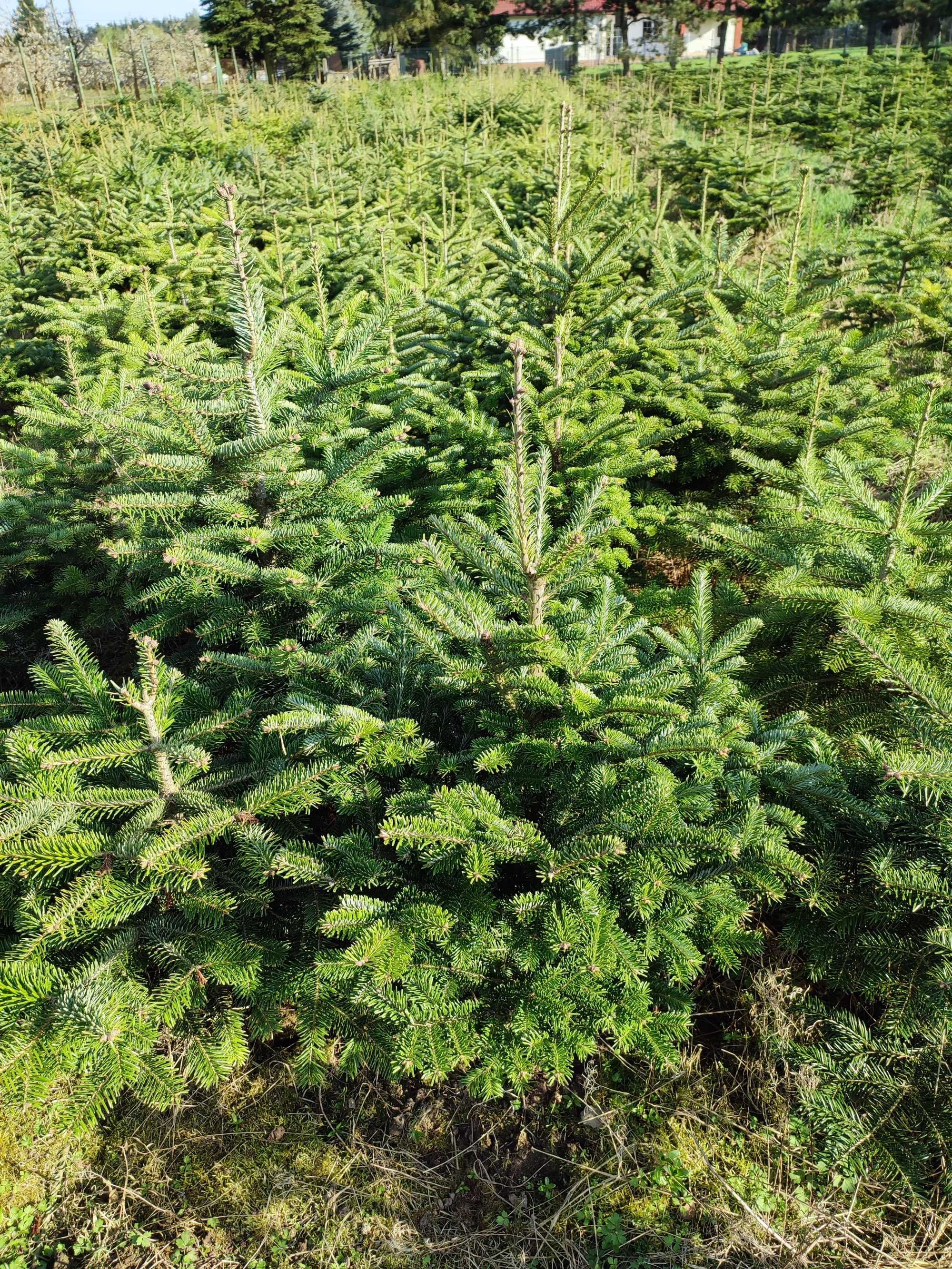 Jodła frasera - Abies fraseri / szkółkowana / 7 letnia