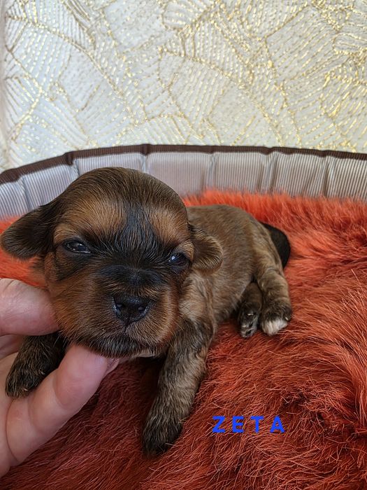 Zarezerwowana dziewczynka SHIHPOO