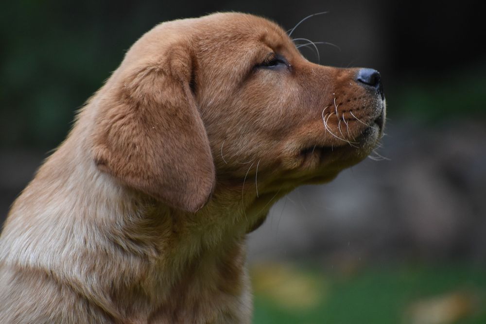 Хлопчик фоксред лабрадор