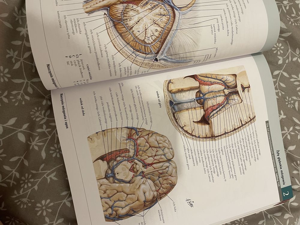 Atlas Anatomii Człowieka NETTER