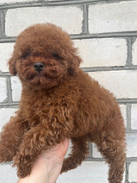 Девочка той пудель ред браун