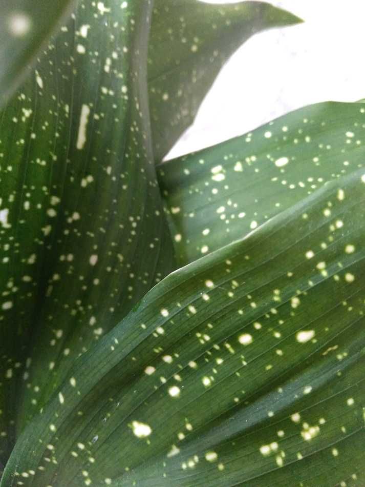 Продам Aspidistra сорт "Milky Way" (Аспідістра Мілкі Вей)