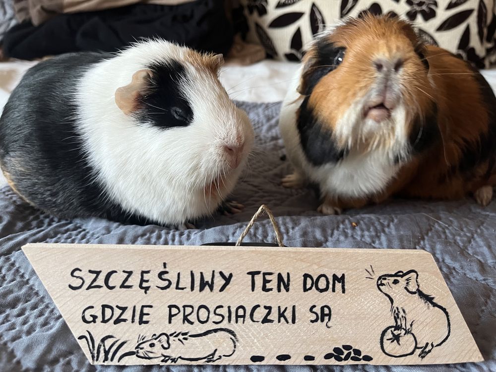 Okazja! Tabliczka szyld zawieszka na domek świnka morska