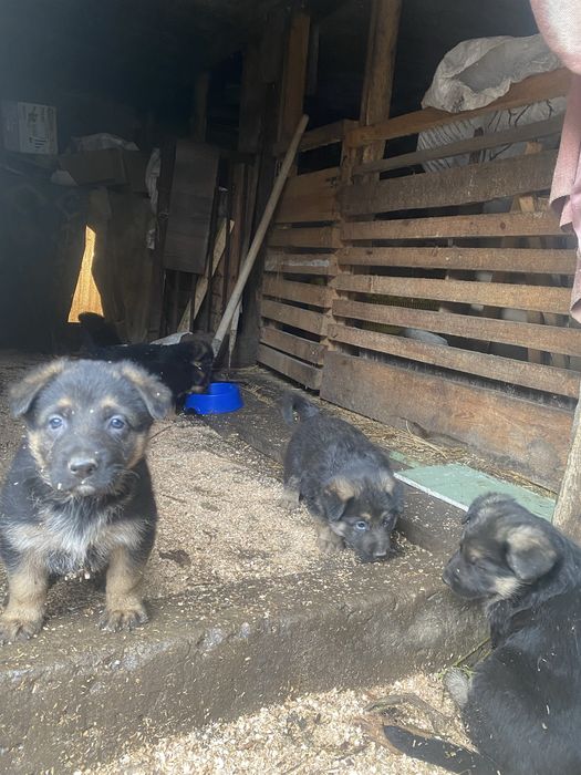 Немецкая овчарка