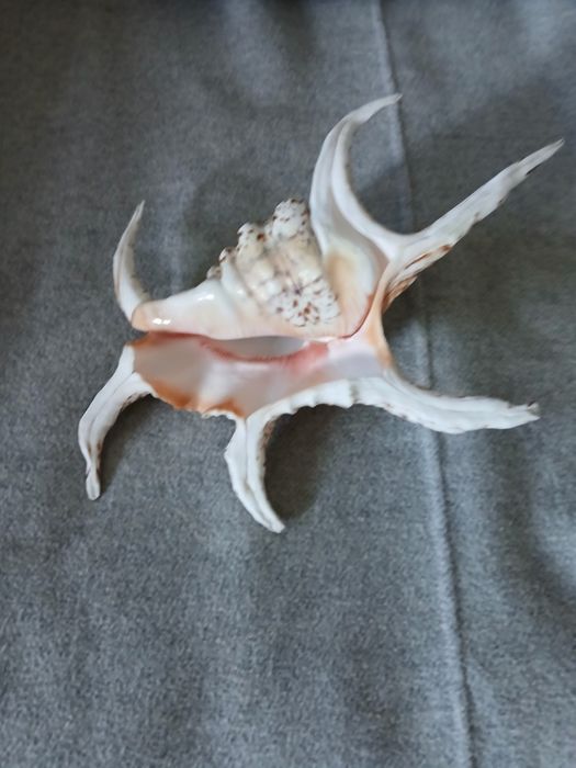 Ракушка для коллекции