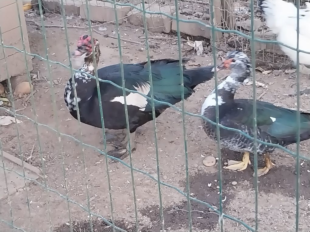 Vendo casais adultos - patos mudos caseiros