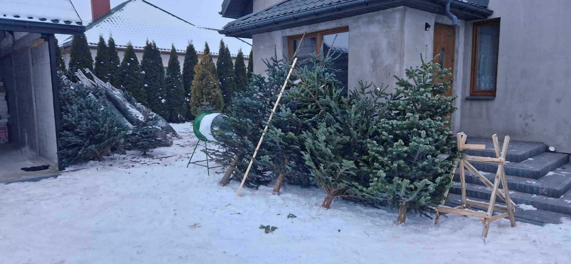 Choinki na sprzedaż z własnej plantacji