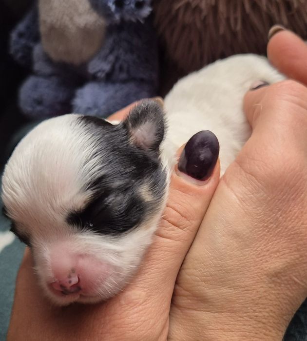 Do Rezerwacji Rocky Morkie