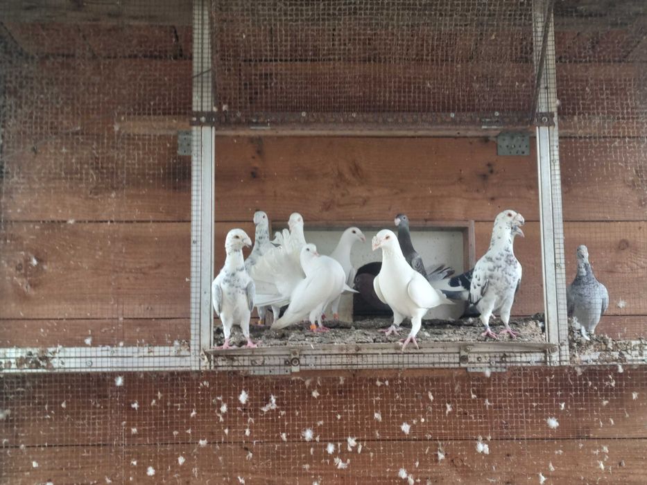 Spezedam golebie różne