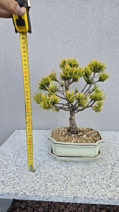 Bonsai Pinus mugo carstens winterhold