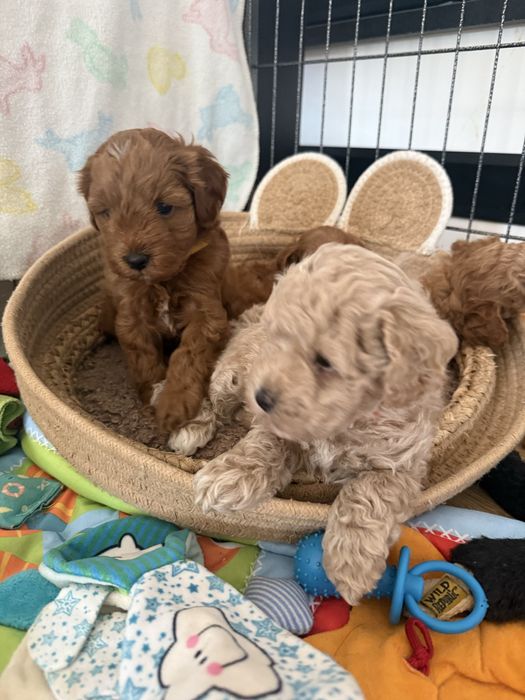 Uroczy piesek Maltipoo / Poochon/Bichpoo /cavapoo/