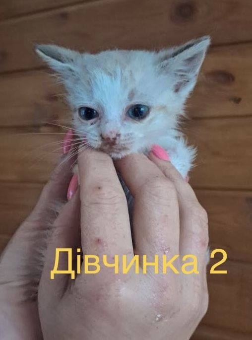 Кошенята шукають люблячі родини
