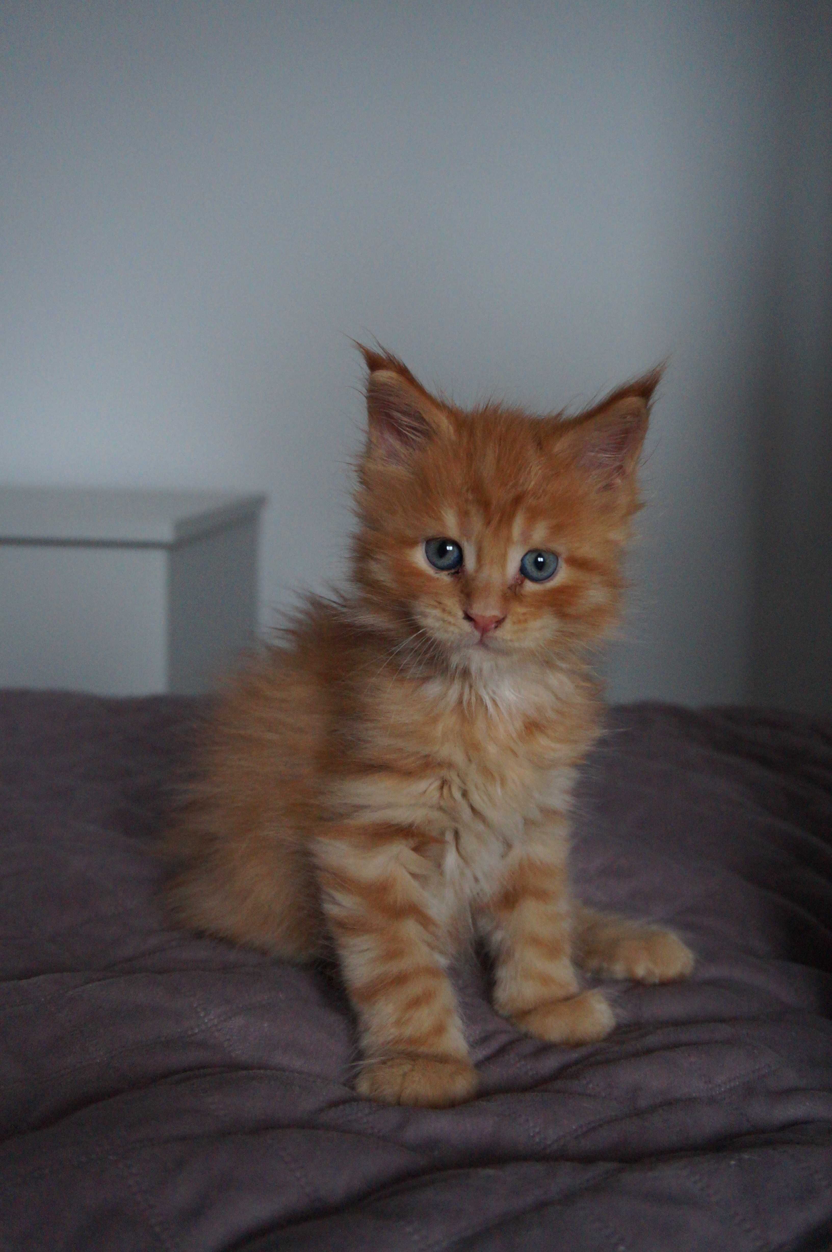 Bursztyn rudy kocurek Maine coon