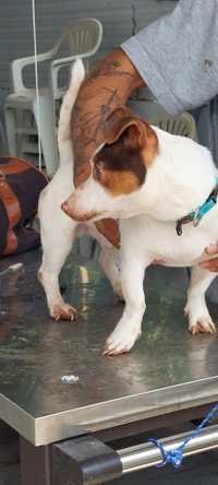 Lindo menino jack russel terrier