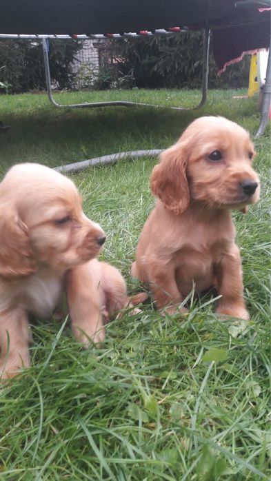 Piesek Cocker Spaniel