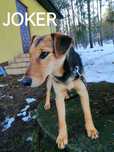 JOKER młody łagodny piesek w typie teriera szuka domu
