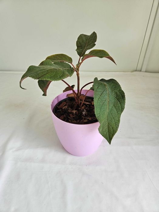 Hortensja bukietowa Hot Chocolate 35cm C2 – krzew ozdobny